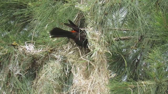 Red-rumped Cacique - ML279684981