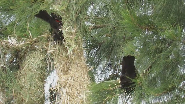 Red-rumped Cacique - ML279685351