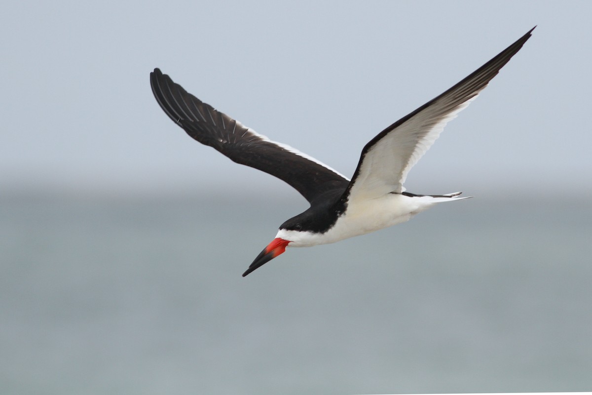 Black Skimmer - Evan Lipton
