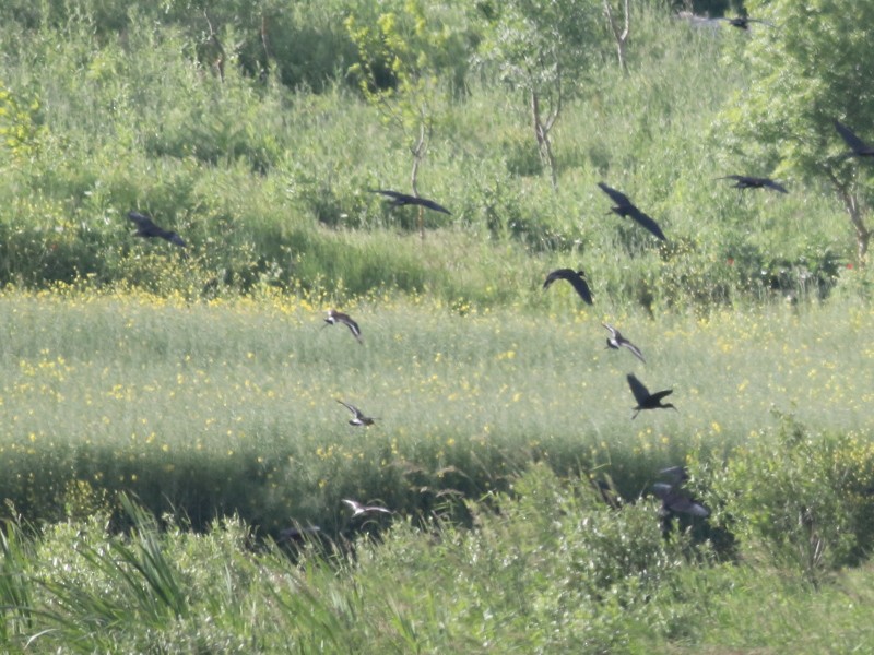 Black-tailed Godwit - Hüseyin Buğday
