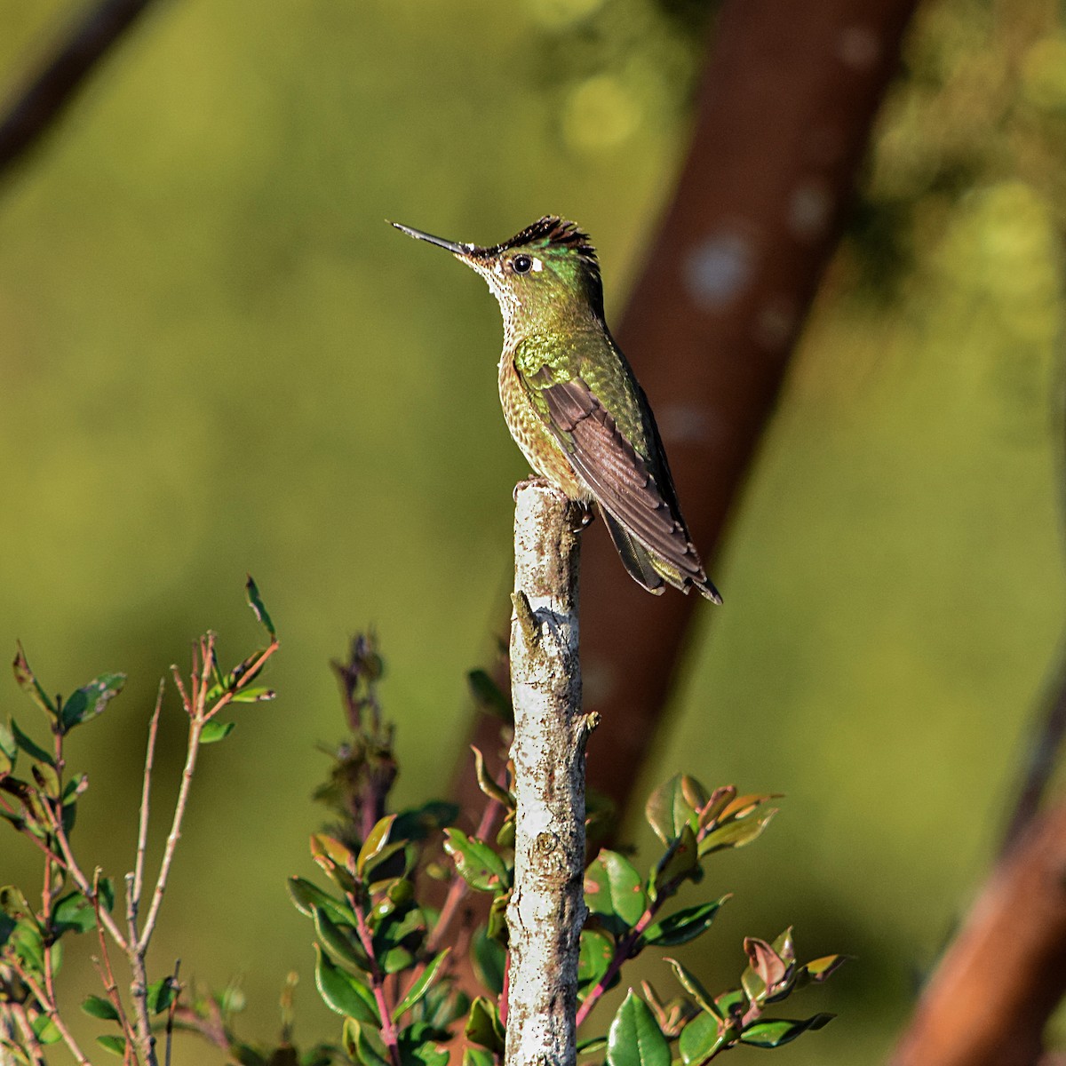 Green-backed Firecrown - Tamara Catalán Bermudez