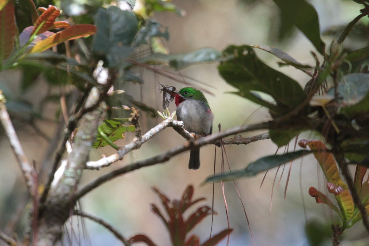 Narrow-billed Tody - ML279688201