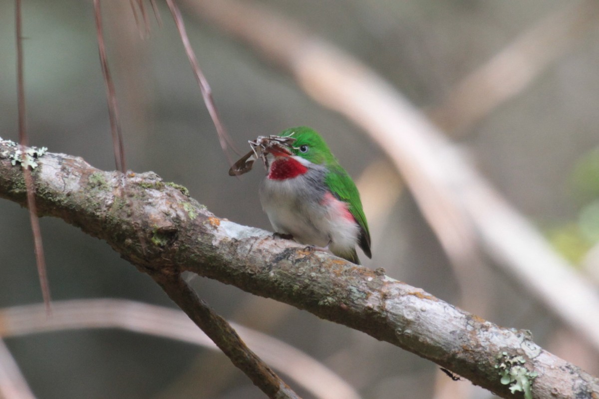 Narrow-billed Tody - Charles Davies