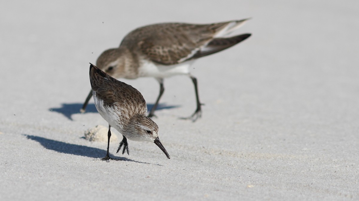 Western Sandpiper - Vince Capp