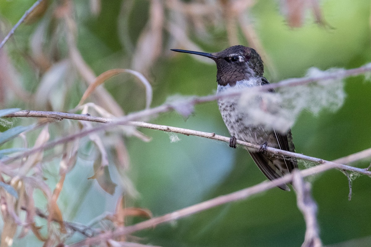 Anna's Hummingbird - Tim Ludwick