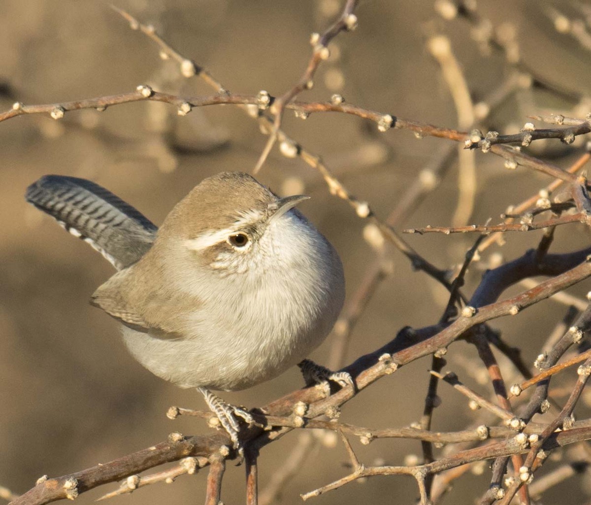 Bewick's Wren - ML279690571