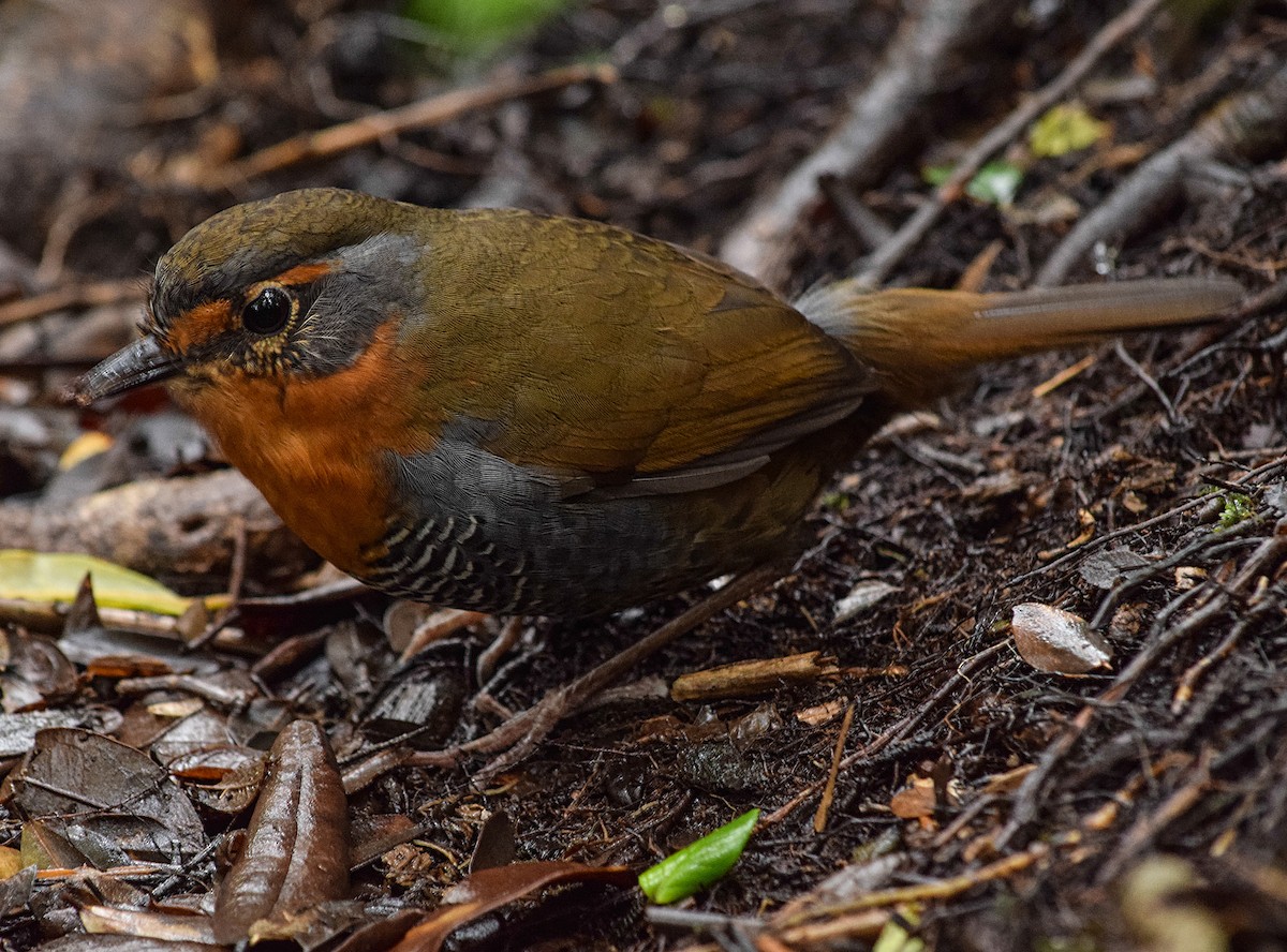 Chucao Tapaculo - ML279690911