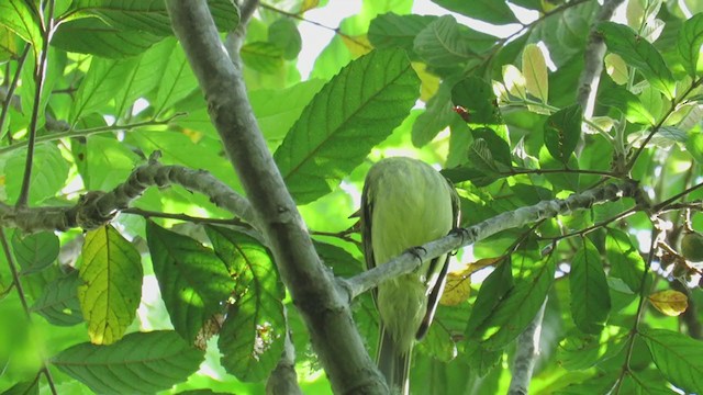 Greenish Elaenia - ML279692701