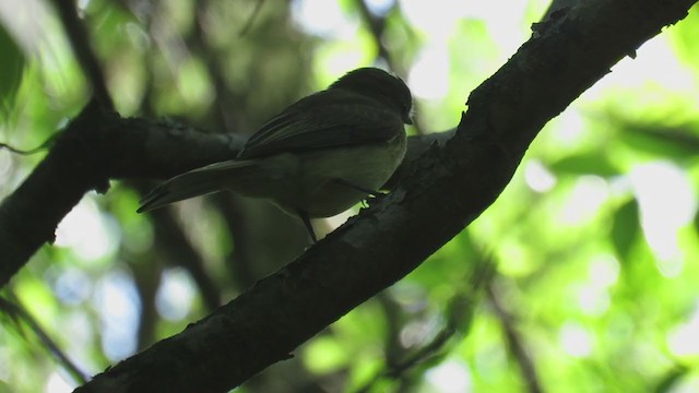 Greenish Elaenia - ML279692801