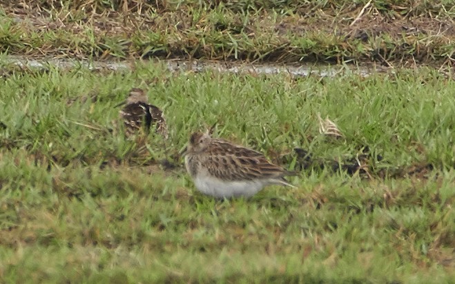 Pectoral Sandpiper - Sam Mitcham