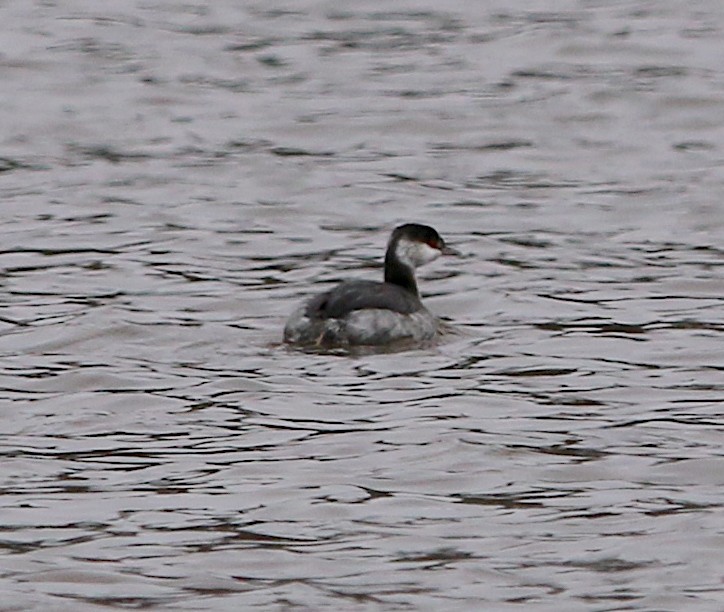 Horned Grebe - ML279693721
