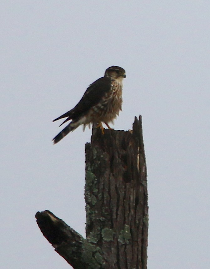 Merlin - ML279694321