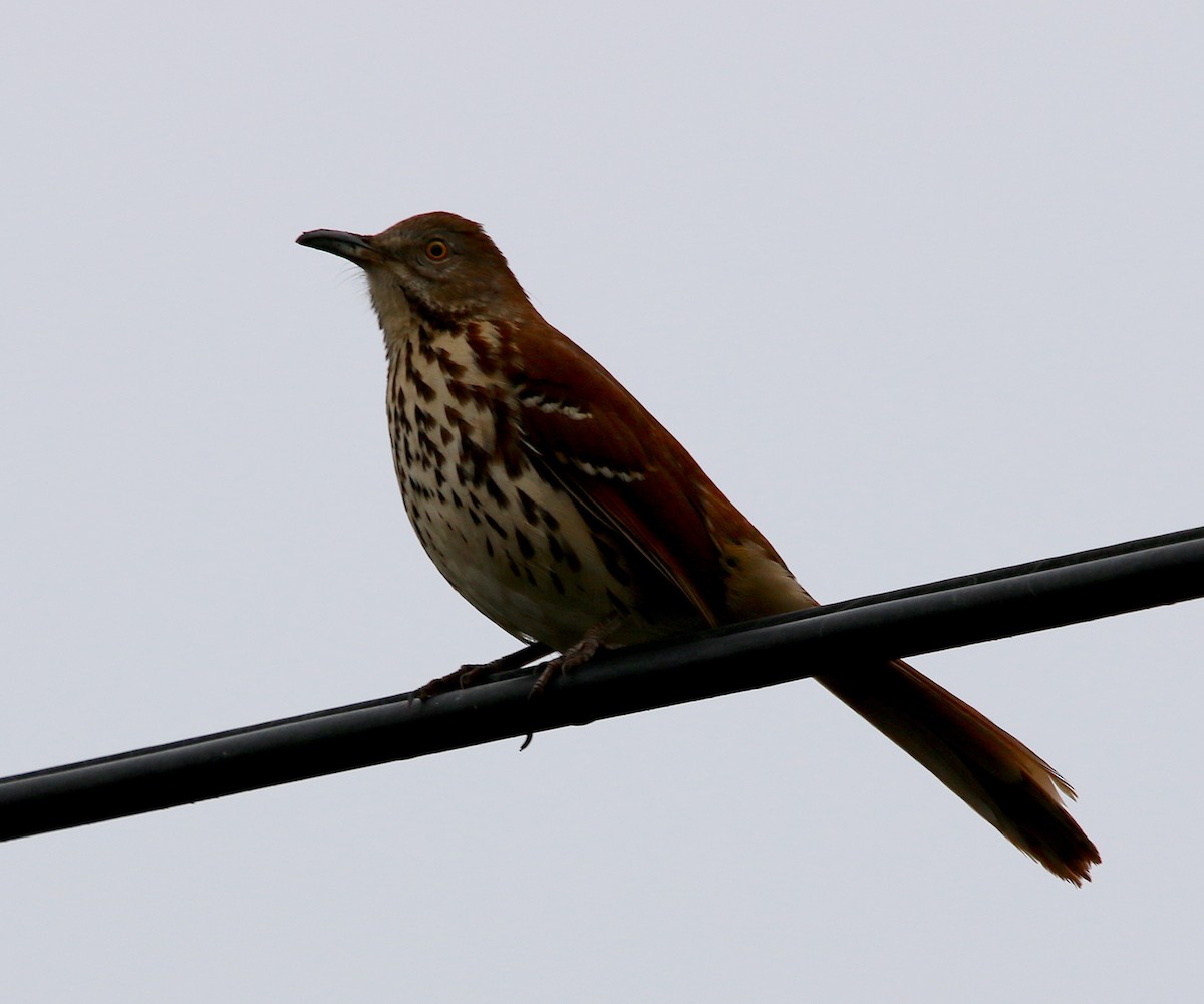 Brown Thrasher - ML279694501