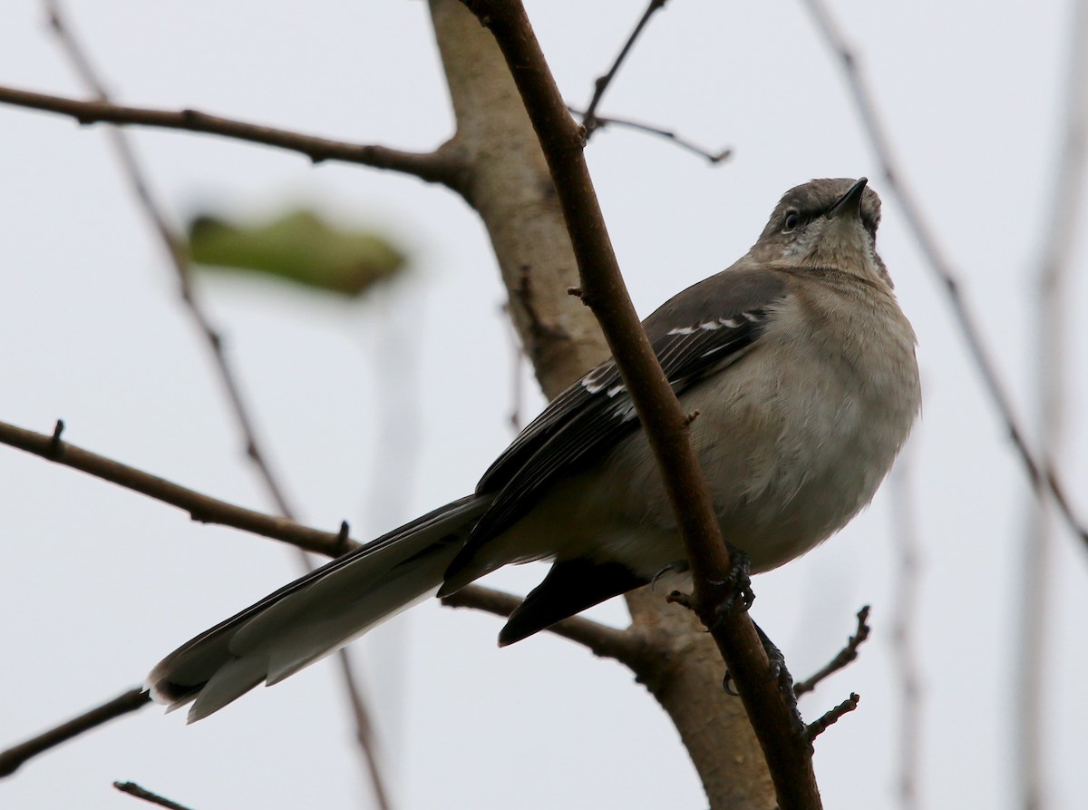 Northern Mockingbird - Lori White