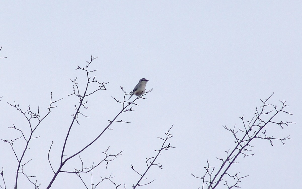 Northern Shrike - ML279695921