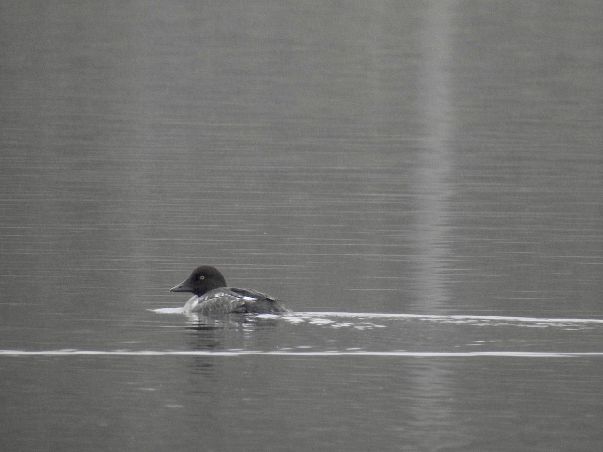 Common Goldeneye - Laurie  Keefe