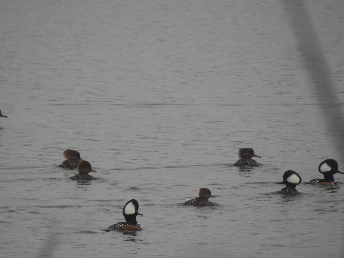 Hooded Merganser - Laurie  Keefe