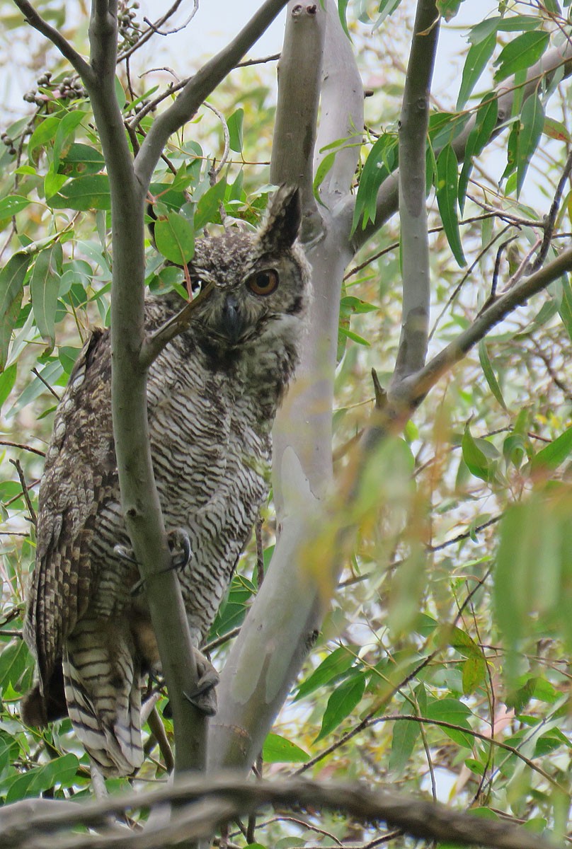 Great Horned Owl - ML279696521