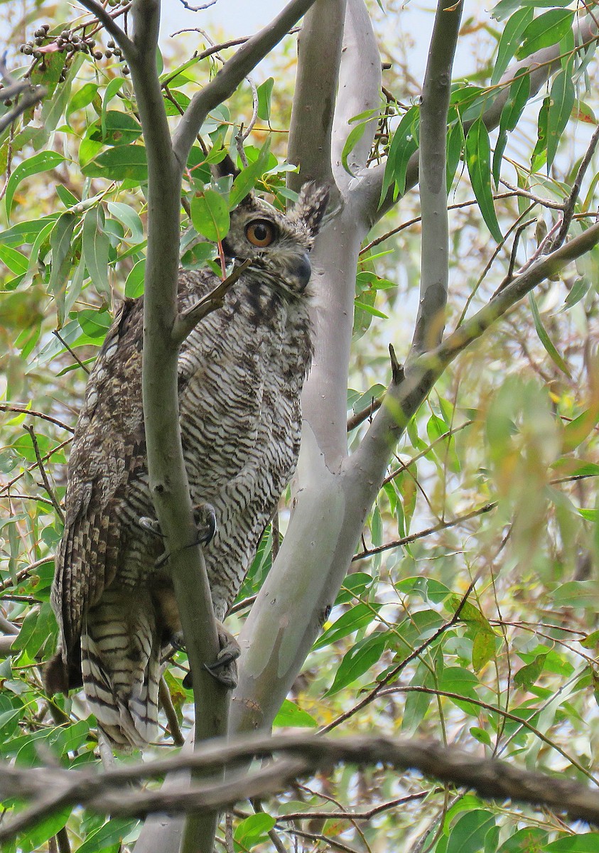 Great Horned Owl - ML279696531