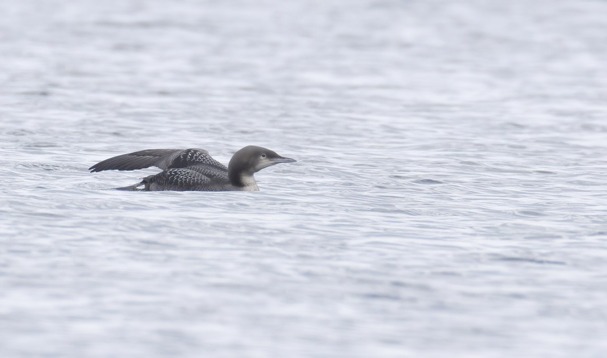 Pacific Loon - ML279698141