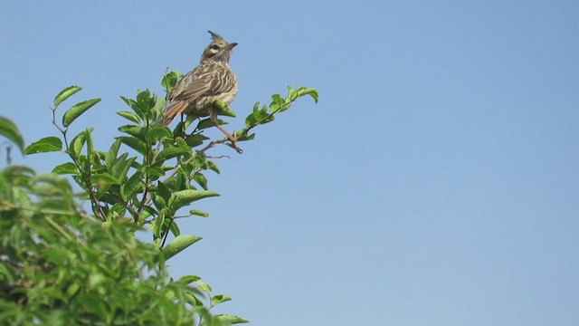 Анумбі чубатий - ML279698711