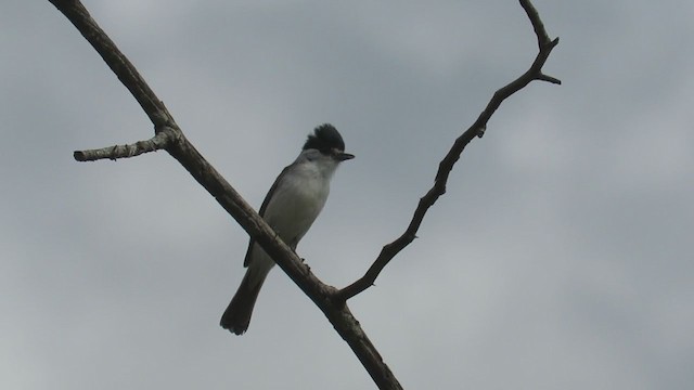 Bécarde à nuque blanche - ML279698821