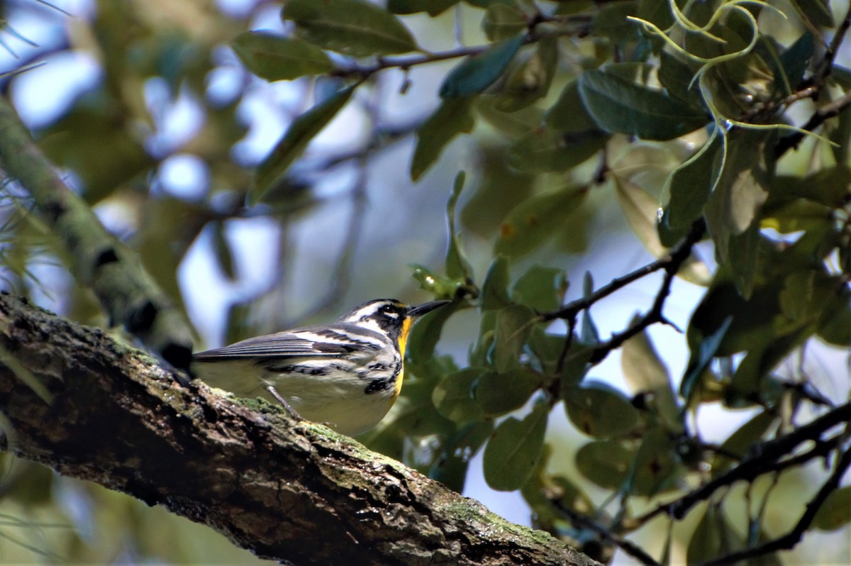 Yellow-throated Warbler - Matthew Perrino