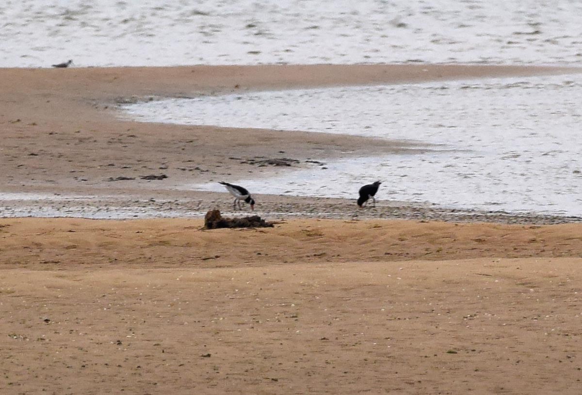 Eurasian Oystercatcher - ML279701211