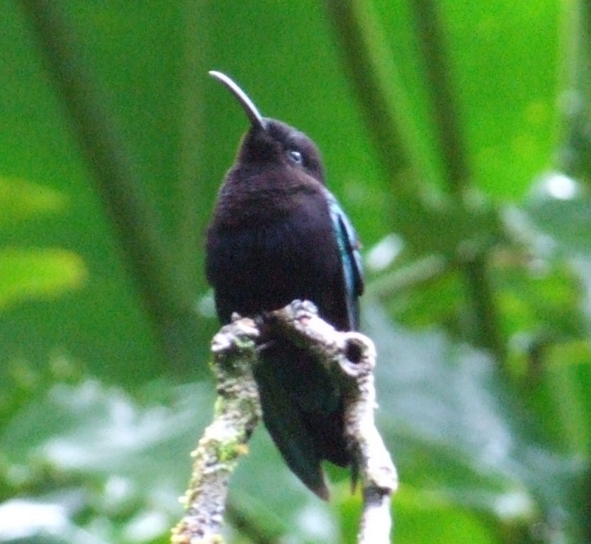 kolibřík nachovohrdlý - ML279701541
