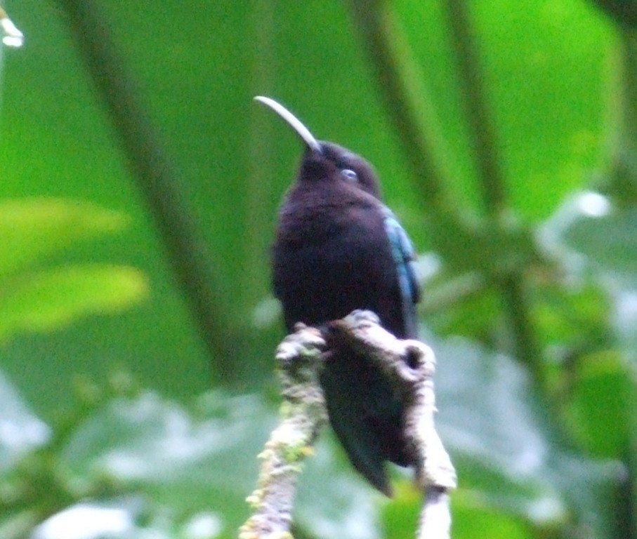 kolibřík nachovohrdlý - ML279701561