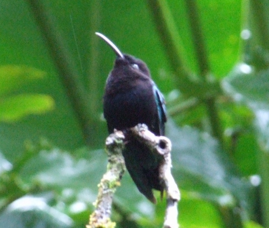 kolibřík nachovohrdlý - ML279701571