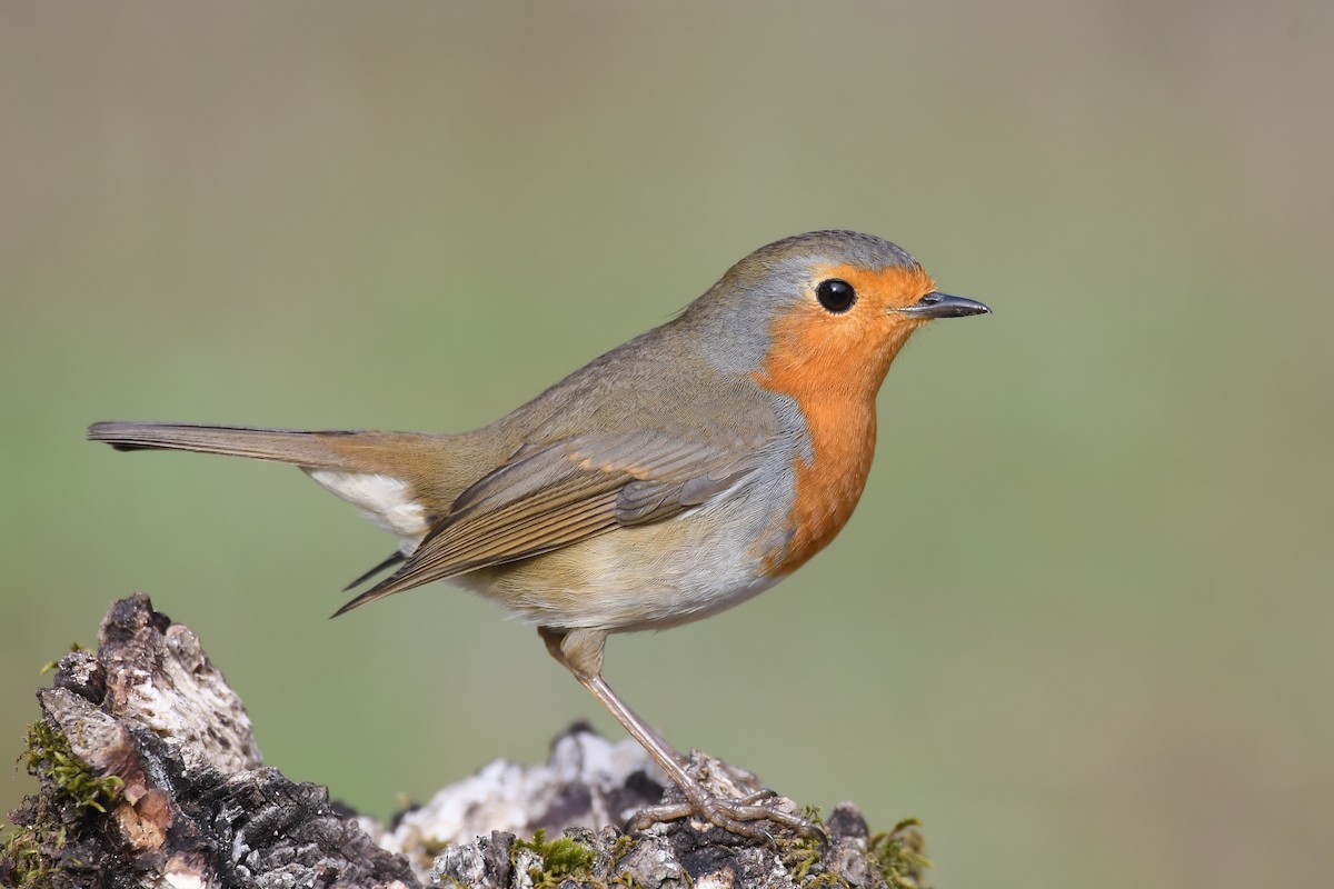 European Robin - Santiago Caballero Carrera