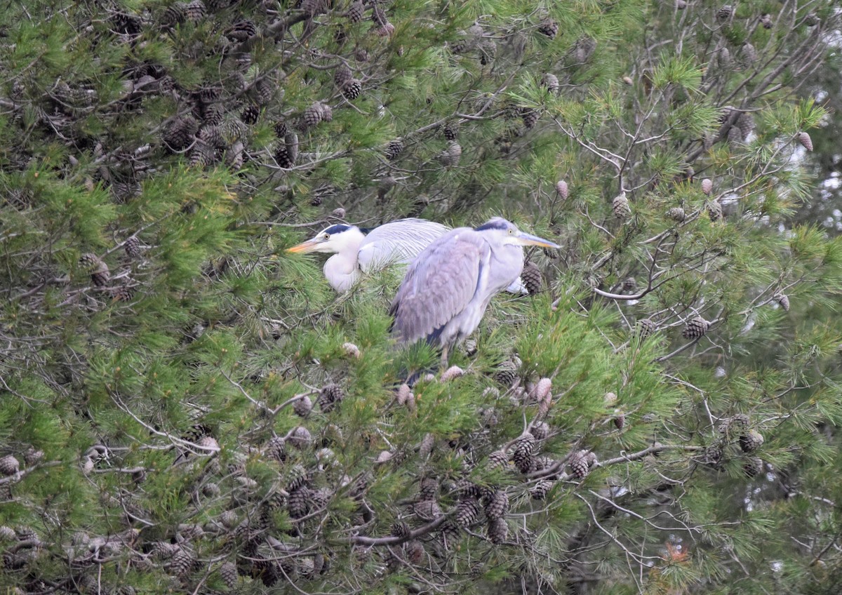 Gray Heron - A Emmerson