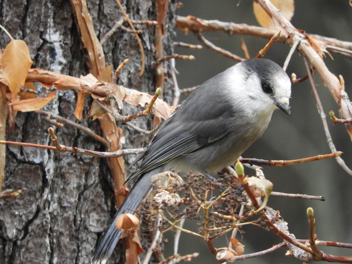 Canada Jay - ML279702451