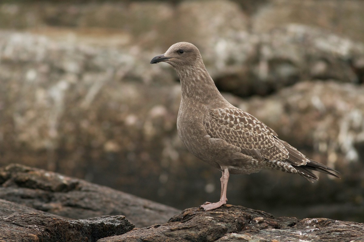American Herring Gull - Evan Lipton