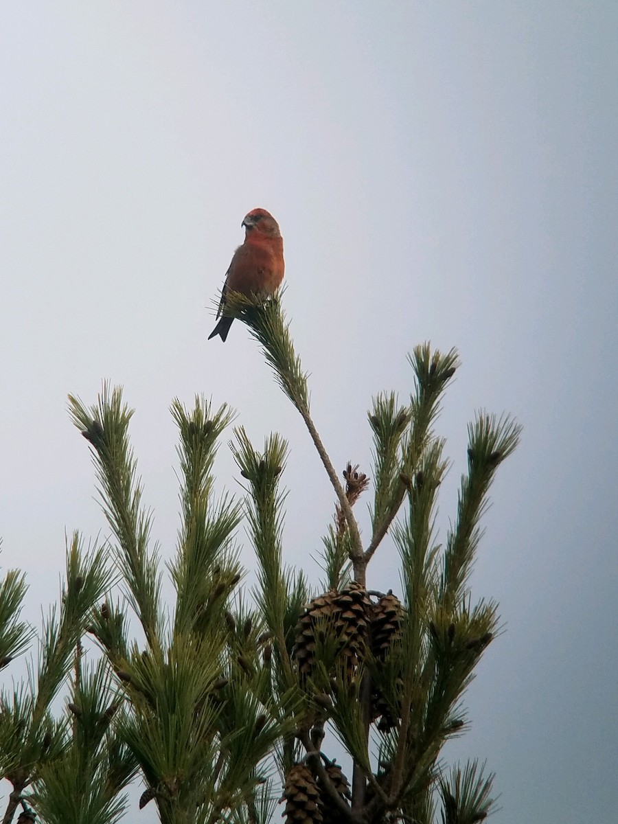 Red Crossbill - ML279703571