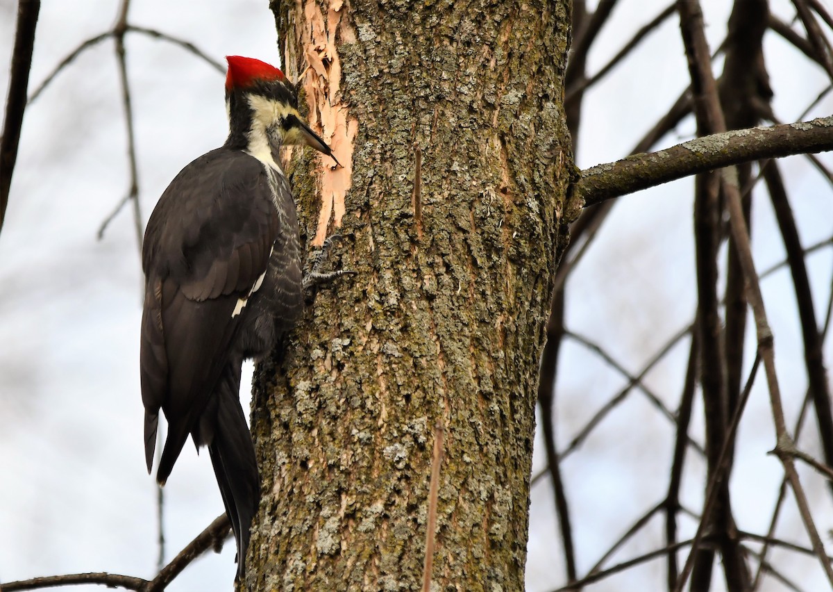 Pileated Woodpecker - Monique Maynard
