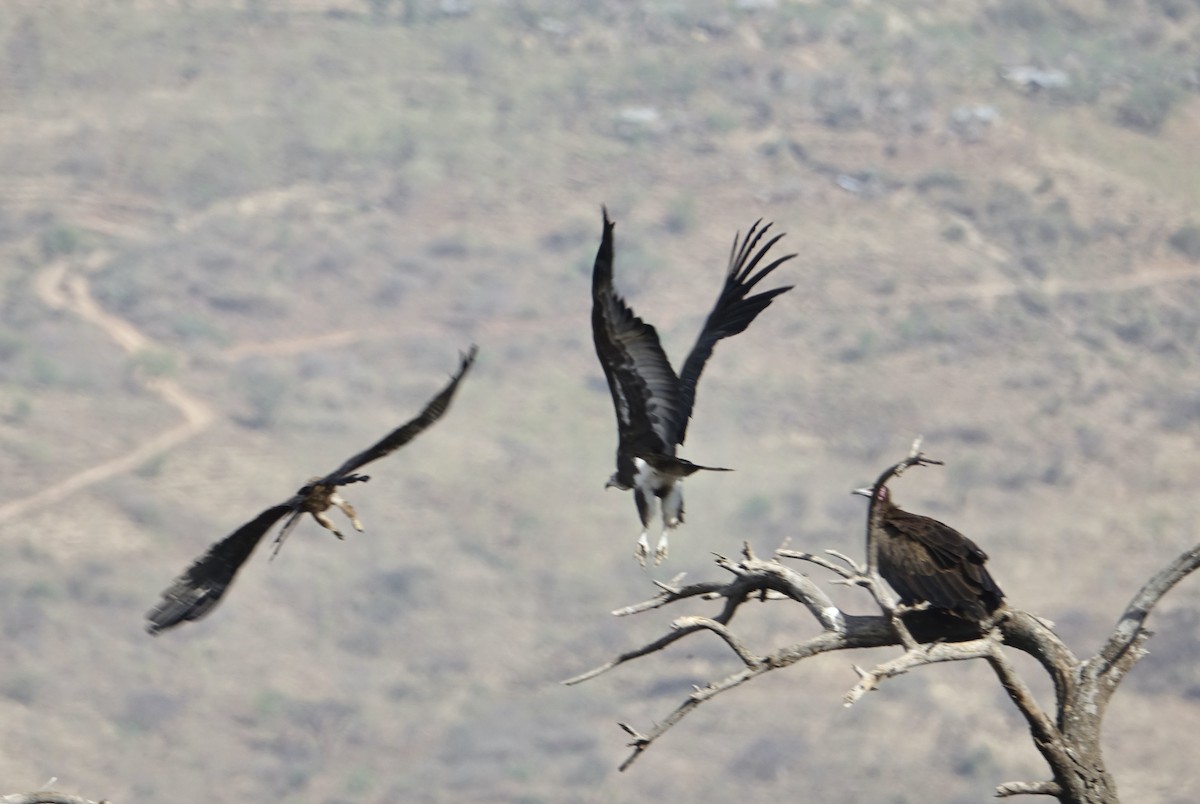 White-headed Vulture - Howie Nielsen