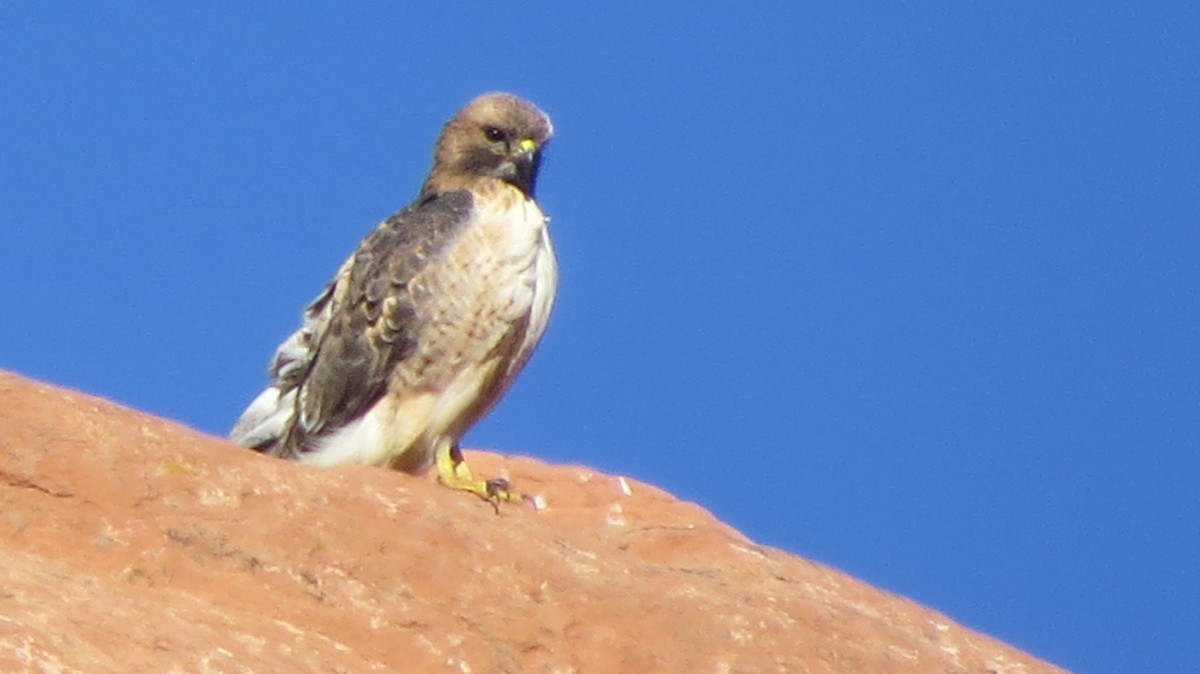 Red-tailed Hawk - ML279704941