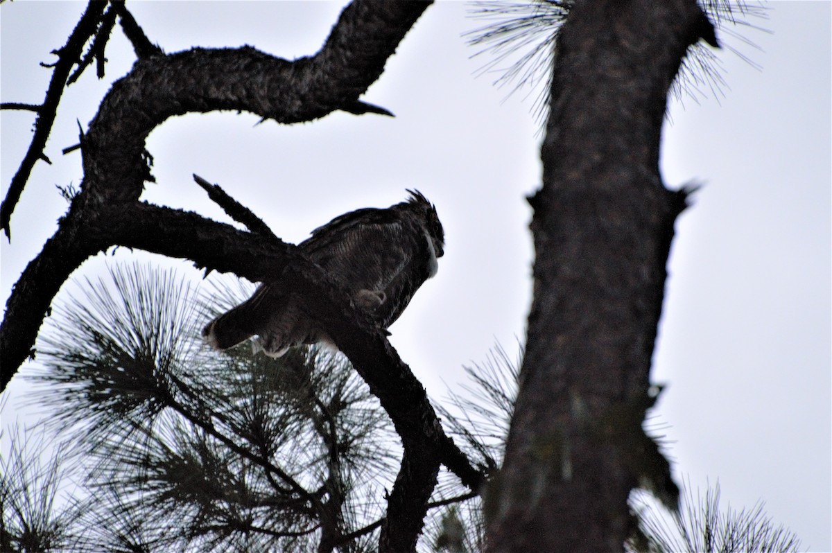 Great Horned Owl - Matthew Perrino