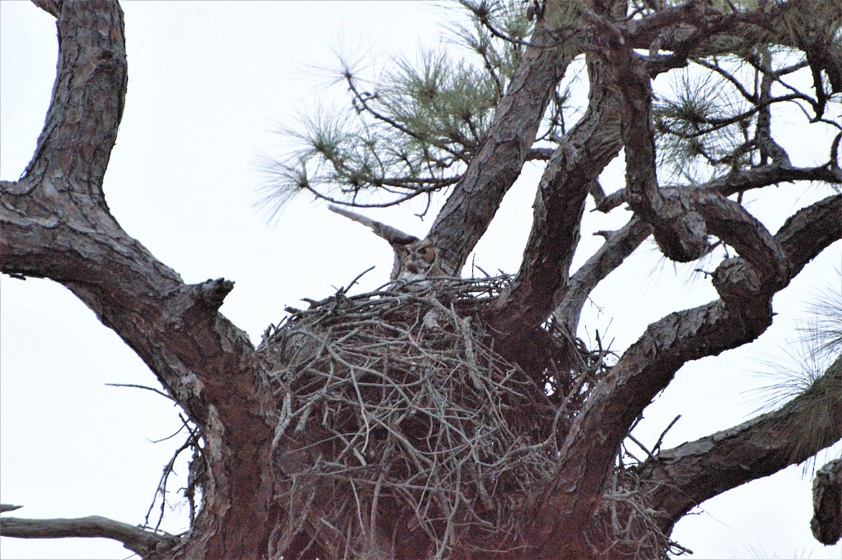 Great Horned Owl - Matthew Perrino