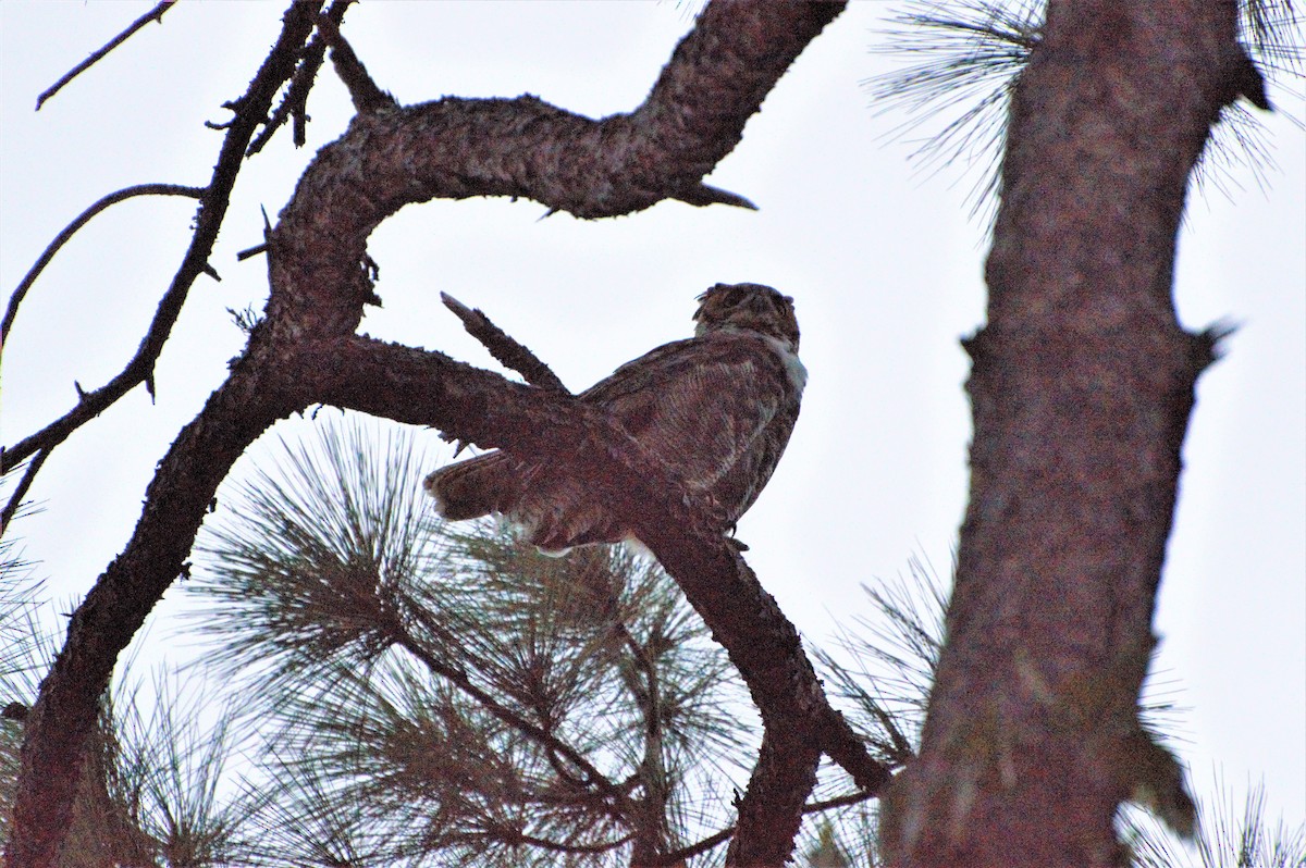 Great Horned Owl - Matthew Perrino