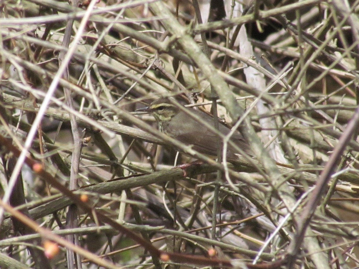 Northern Waterthrush - ML279708591