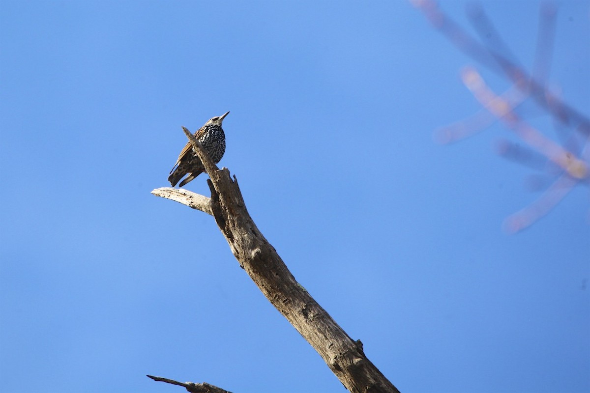 European Starling - ML279708831