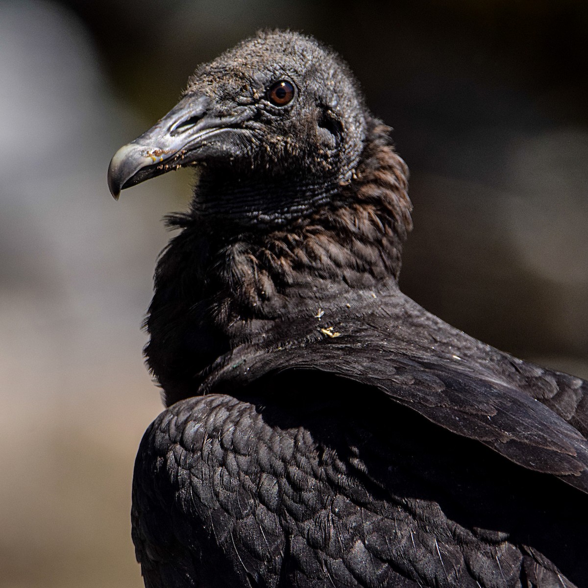 Black Vulture - ML279710141