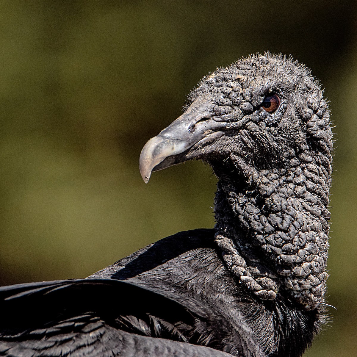 Black Vulture - ML279710201