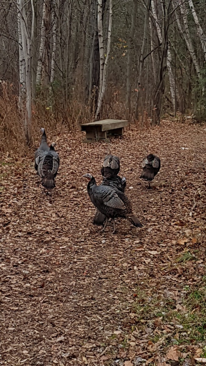 Wild Turkey - ML279711441