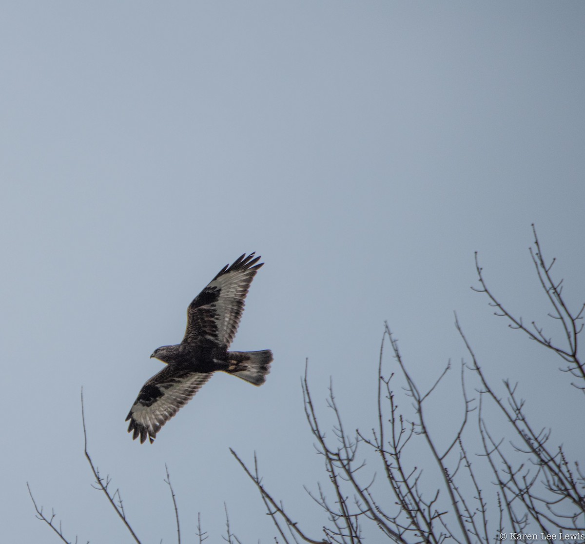 Rough-legged Hawk - Karen Lee Lewis