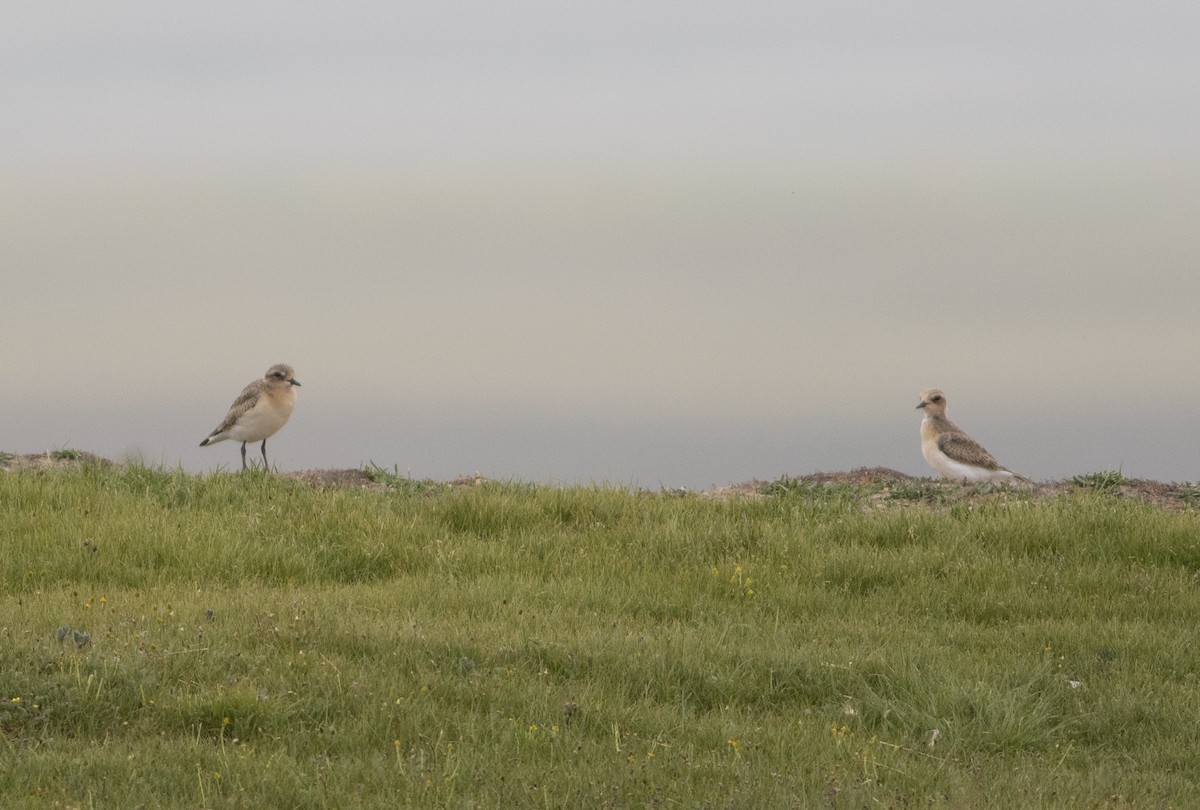 Tibetan Sand-Plover - ML279717711