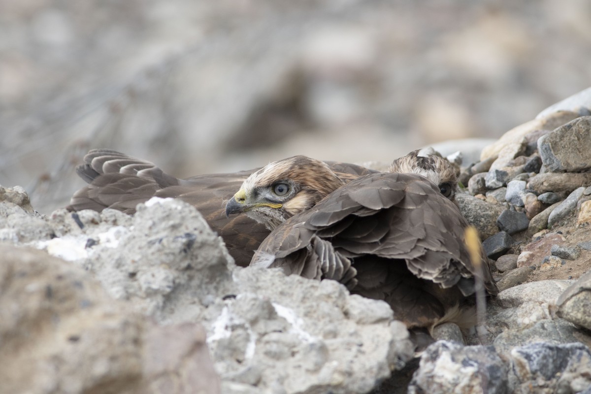 Upland Buzzard - ML279717741